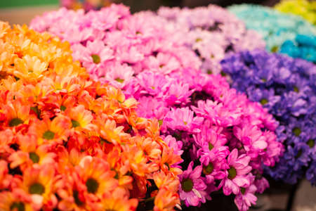 Chamomile flowers are painted in different colors of the rainbow for the backgroundの写真素材