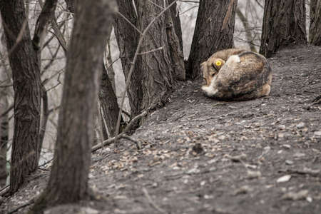Stray dog lies on the ground in  park or forest. Sterilization of homeless animalsの写真素材