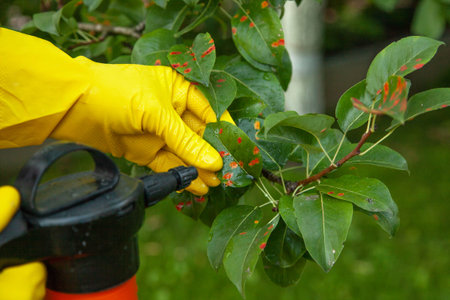 Pear leaves in red dot. Gardener sprinkles diseased tree leaves  against the fungus and pests....