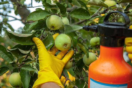 Gardener applying insecticidal fertilizer for fruit apples and protects against fungus, aphids and...
