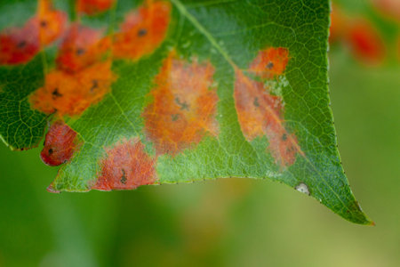 Red spots on the pear leaves.