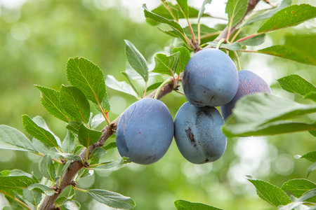 Blue plums grow on a tree with green leavesの写真素材