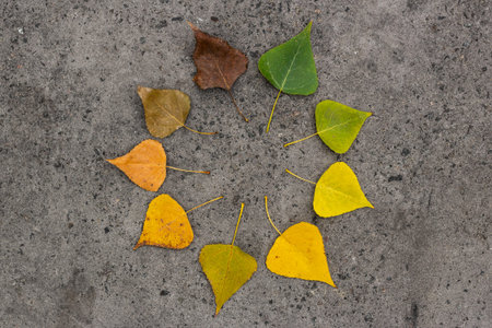 Autumn colored leaves. The drying process of leaves from green and yellow to dry pea