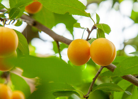 Yellow cherry plum on the tree branch
