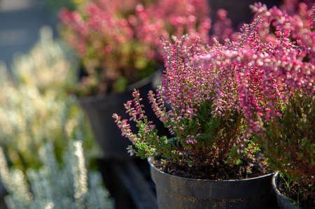 Lavender in garden pots. Garden Market. shop of plantsの写真素材