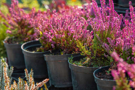 Lavender in garden pots. Garden Market. shop of plantsの写真素材
