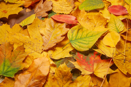 Background of yellow autumn leaves on the ground in the park.