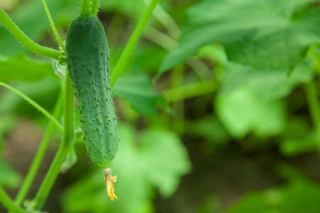 Cucumber grows in a greenhouse, close-up, blurred background. Copy space for text.の写真素材
