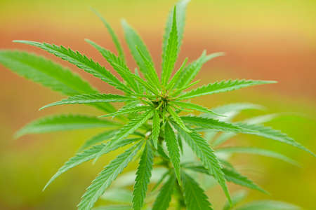 Cannabis bush close up. Drugs or medical marijuanaの写真素材