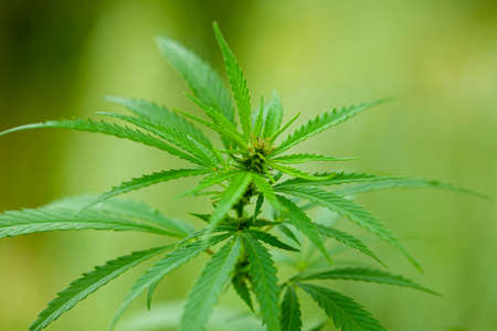 Cannabis bush close up. Drugs or medical marijuanaの写真素材