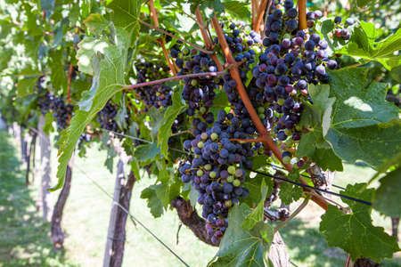 Vineyards on the field. Grapes with vine and leaves in sunny weatherの写真素材