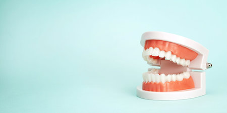 Artificial jaw with teeth on a green background