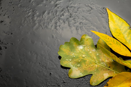 Fallen leaves on wet asphalt. Template Copy space for text