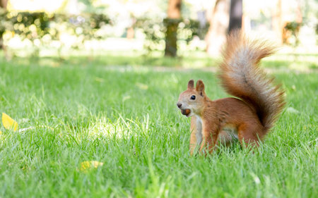 Squirrel gnaws a nut on the green grass in the park