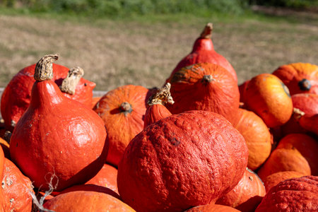 Orange pumpkins on a background of grass.の写真素材