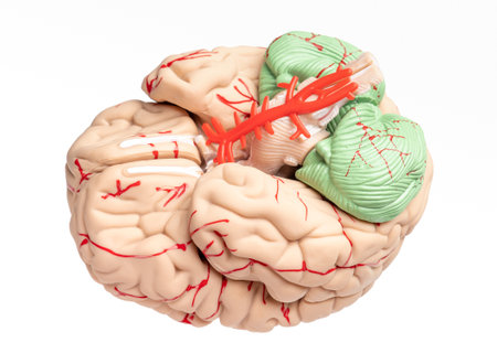 Model of the human brain. Isolated on white.の写真素材