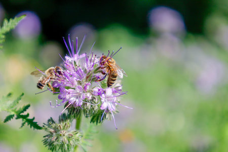 Bee collects nectar from a flower.