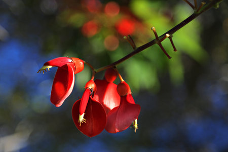flower red blue sunny day bug hawaiiの写真素材