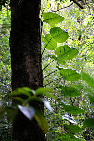 leaves trees nature jungle rain forest hawaii