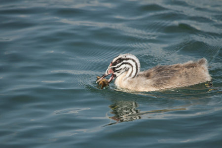 Small in grebe eats a shrimp