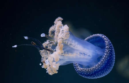 Jellyfish in aquarium whit black backgroundの写真素材