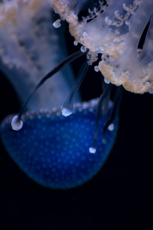 Jellyfish in aquarium whit black background