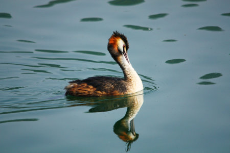 great crested grebe