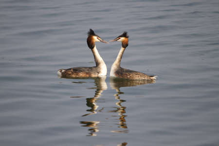 grebes in love on the lakeの写真素材