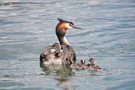 With little grebe swimming in the lake