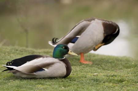 Mallards in the grassの写真素材