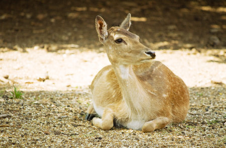 fawn in the forest