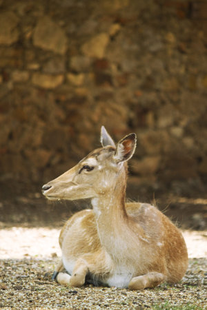 fawn in the forest