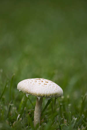 Mushroom in the grassの写真素材