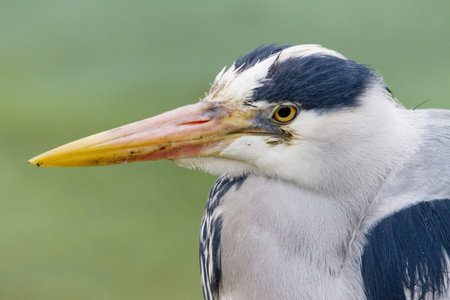 Gray heronの写真素材