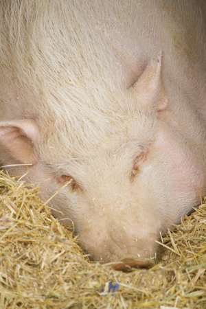 pig in the farmyard