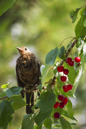 blackbird eats cherriesの写真素材
