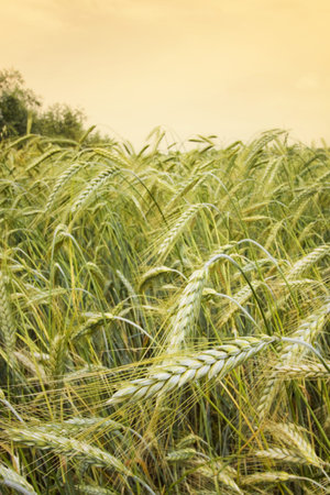 wheat fields at sunsetの写真素材