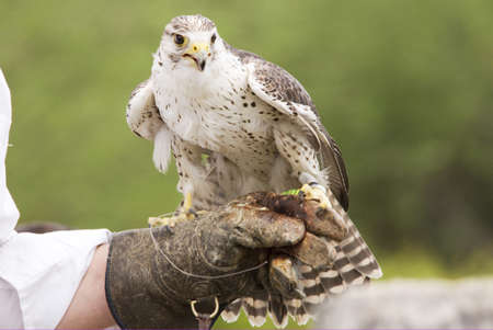 Falconer with female hawkの写真素材