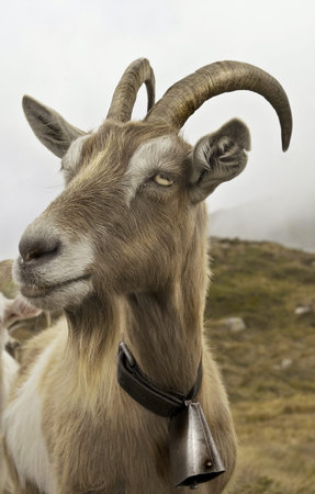 goats in the mountainの写真素材