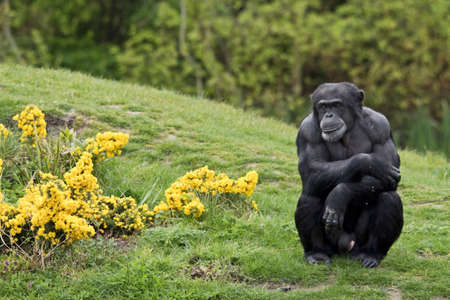 monkey in the flowersの写真素材