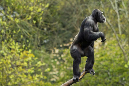 monkey in the forestの写真素材