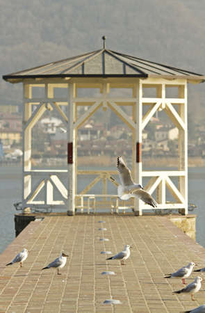 Gulls on Lake Iseoの写真素材