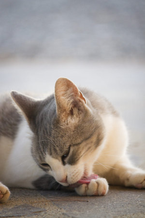 portrait of a cat