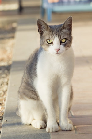 Cat in the yardの写真素材