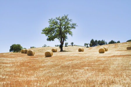 hayfields in Tuscanyの写真素材