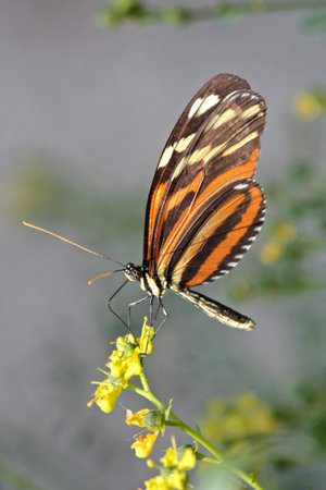 Butterfly on a flower