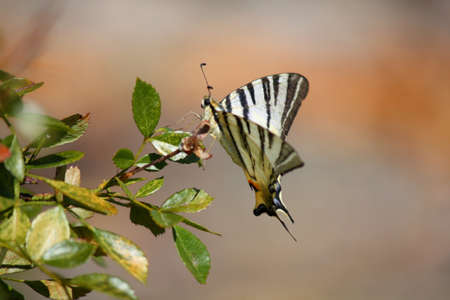 Butterfly on a flowerの写真素材