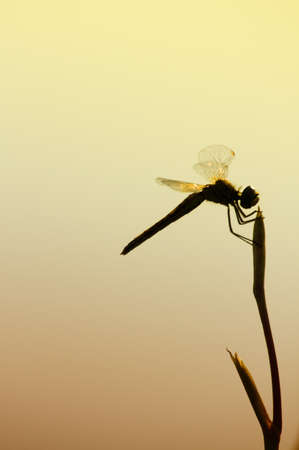 dragonfly in sunsetの写真素材