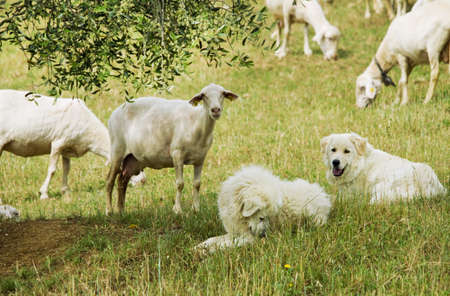 Grazing sheep with dogsの写真素材