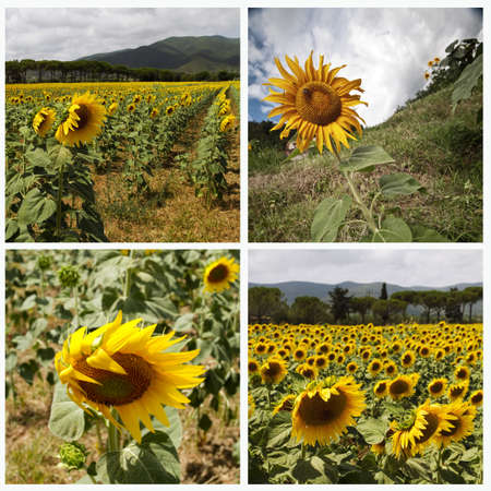 Sunflowers collageの写真素材